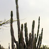 Candelabra Cactus