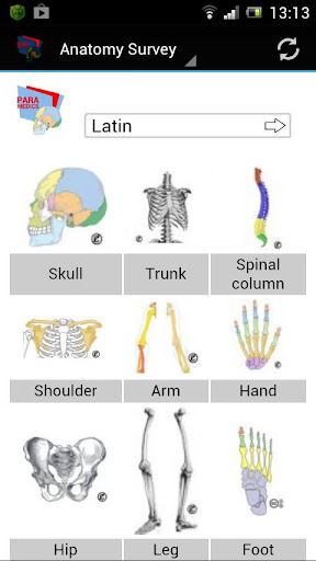 Human Anatomy