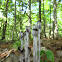 Indian Pipes