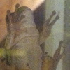 American Green Tree Frog