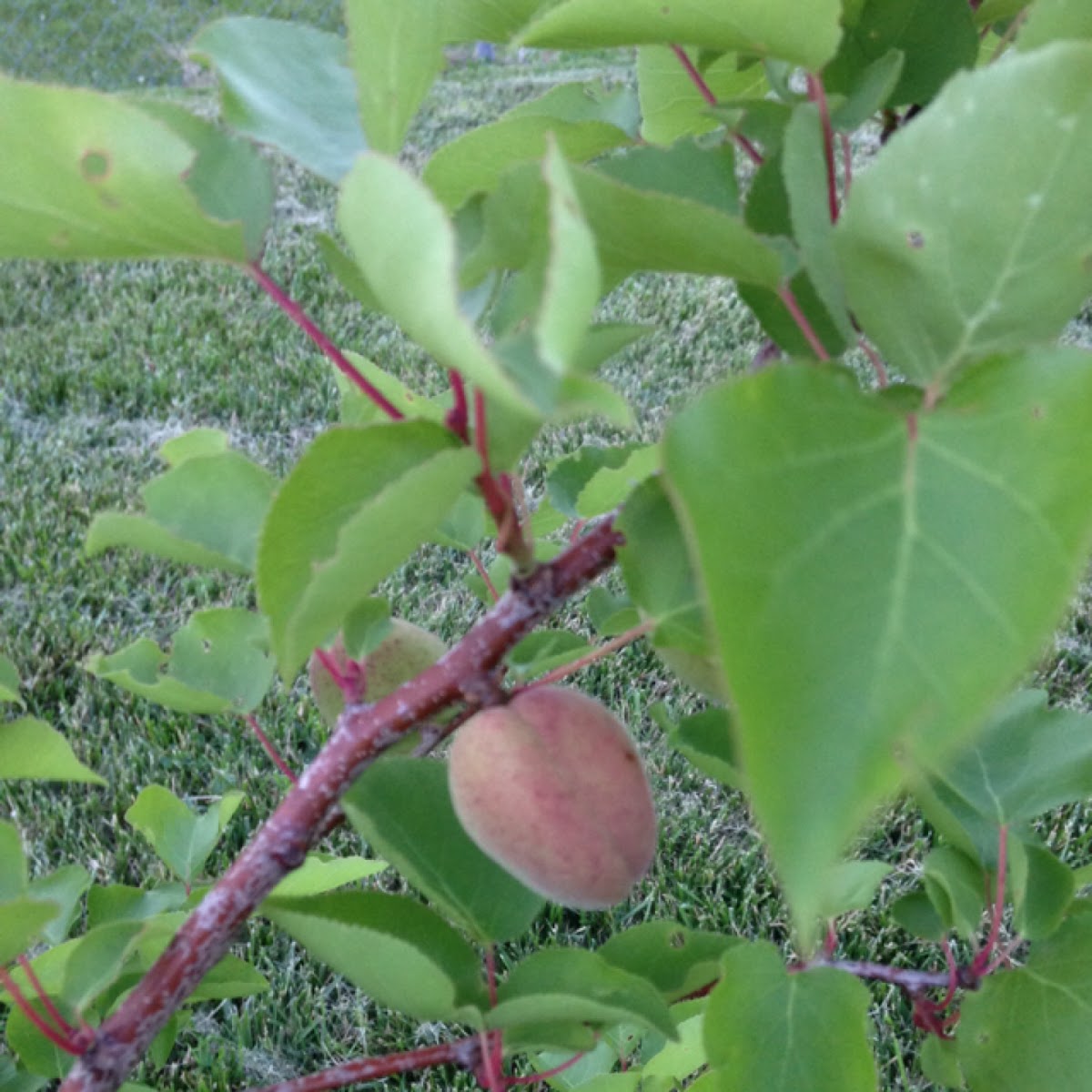 Apricot tree dwarf