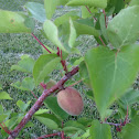 Apricot tree dwarf