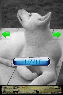 How to download Dog Puzzle: Akita 3.0.1.0 apk for bluestacks
