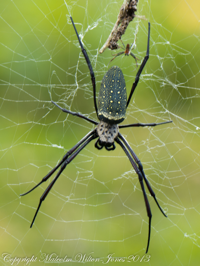 Batik Golden Orbweb Spider