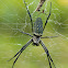 Batik Golden Orbweb Spider