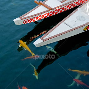 Carp and boats by Jason Lovell - Animals Fish