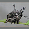 Lobster Moth Caterpillar