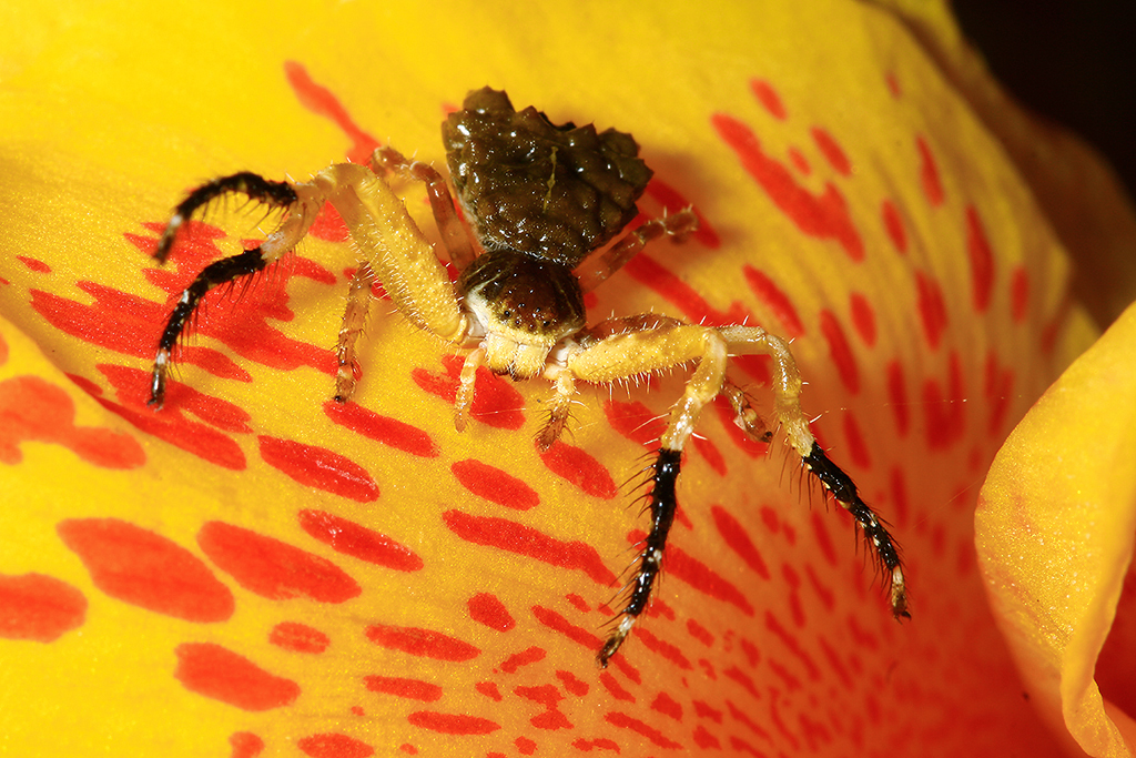 Bird-Dung Spider