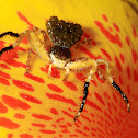 Bird-Dung Spider