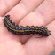 orange striped oakworm