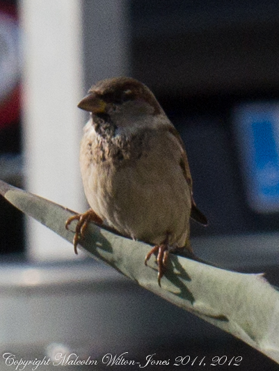 House Sparrow, Gorrión Común