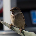 House Sparrow, Gorrión Común