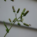 Fireweed, pilewort