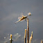 Black-tailed Skimmer (female)