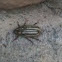 Ten Stripe June Beetle