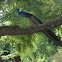 Peacock / Indian Peafowl / மயில் (Mayil)