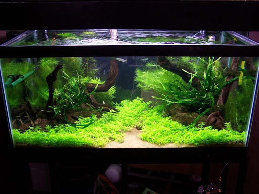 Aquascape Aquarium Designs