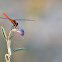 Scarlet Dragonfly