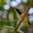 Olive-backed Sunbird (Male)