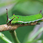 Eunica caterpillar
