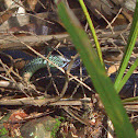 Southern Black Racer Snake
