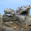 Black-faced Cormorants nesting