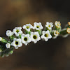 Boraginaceae; Arabic-Ramram-Tari, Rahab