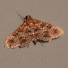 Sameodes cancellalis