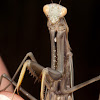 European Mantis, Praying Mantis