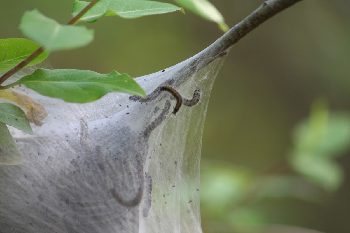 Eastern Tent Caterpillar