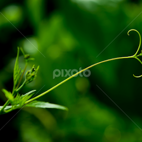 by Achala Gamage - Nature Up Close Leaves & Grasses