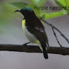 Purple rumped sunbird