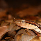 Hundred pacer Sharp-nosed Viper