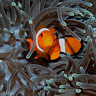 Clown Anemone Fish