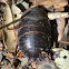 Boll's Sand Cockroach.          Female