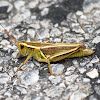 Two-striped Grasshopper