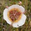 Cox's Mariposa Lily