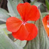 Geranium (red)