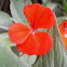 Geranium (red)