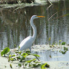 Great Egret