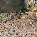 Rough-skinned Newt