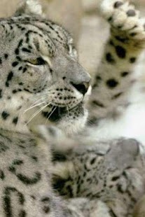 How to get Snow Leopard Puzzle lastet apk for laptop