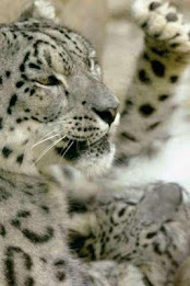 Snow Leopard Puzzle poster 2