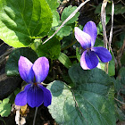Duftveilchen (Wood Violet)