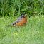 American Robin