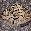Black-tailed rattlesnake