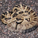 Black-tailed rattlesnake
