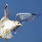 Slender-billed gull?