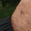 Mirid or Capsid Bug