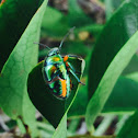 Glossy shield bug
